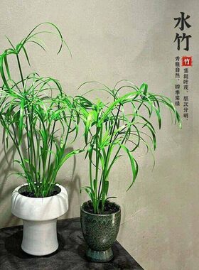 水竹水培植物旱伞草鱼缸造景净化水质水草水生植物鱼池塘龟缸绿植