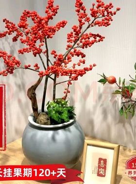 北美冬青年宵花卉树苗相思豆庭院鲜花盆栽地栽红果冬青苗盆景耐寒