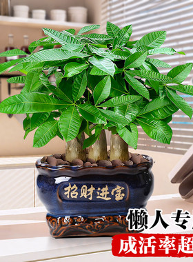 发财树盆栽客厅大招财旺宅室内真树玄关盆景桌面摆件绿植乔迁之喜