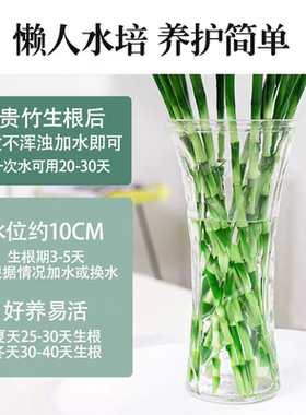 富贵竹水培植物客厅招财花卉绿植室内盆栽观音竹带根转运竹发财竹
