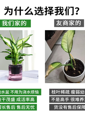 万年青盆栽客厅净化空气绿植办公室四季常青小植物玻璃水培花卉