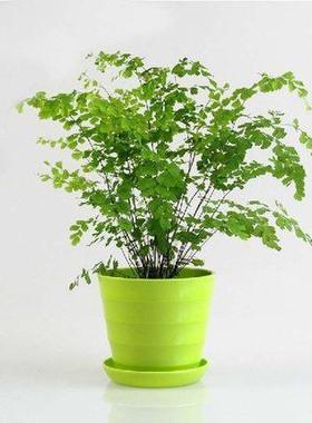 铁线蕨盆栽植物办公室新房花卉室内绿植