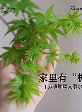 流泉枫盆栽绿植飘逸造型书房客厅室内植物网红日系禅意办公室柳泉