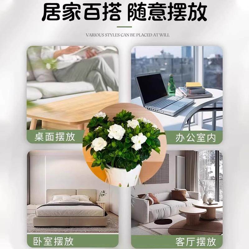 独杆棒棒糖栀子花阳台盆栽带花苞大叶老桩浓香牡丹四季开花卉植物,淘宝优惠券,粉丝福利购,淘宝优惠卷