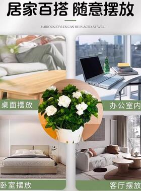 独杆棒棒糖栀子花阳台盆栽带花苞大叶老桩浓香牡丹四季开花卉植物