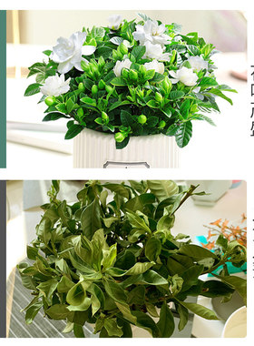 栀子花盆栽大盆饱满带花苞浓香大苗好养植物除甲醛清新空气