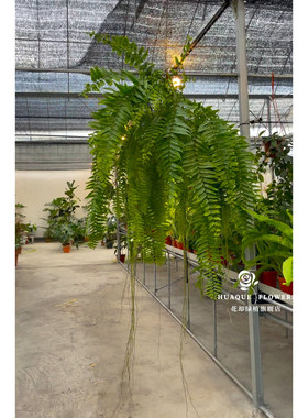 霸王蕨室内大型垂吊植物客厅净化空气蕨类植物波士顿蕨庭院老长叶
