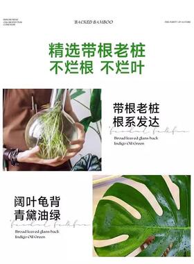 水培植物龟背竹盆栽老桩大叶绿萝水养富贵竹室内桌面好养春羽绿植