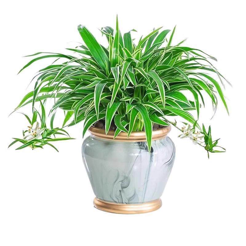 金边吊兰盆栽花卉植物室内垂吊阳台好养绿植四季常青水培净化空气,淘宝优惠券,粉丝福利购,淘宝优惠卷