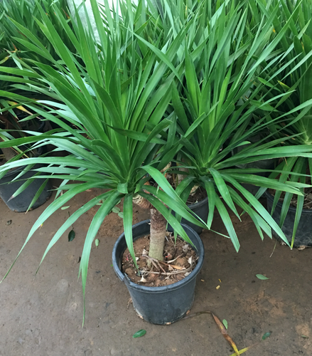 大型绿植龙须树多头龙血树龙铁树室内客厅盆栽花卉植物办公室盆景 - 图1