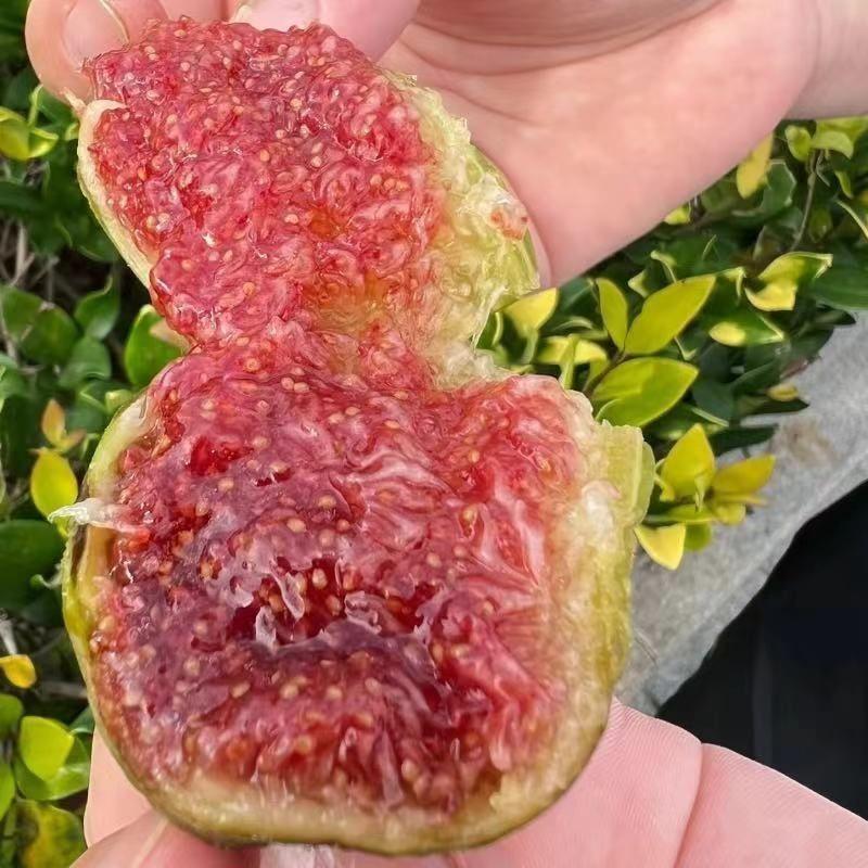 砂糖奶油无花果树苗阳台盆栽庭院地栽南北方耐寒种植当年结果树苗 - 图3