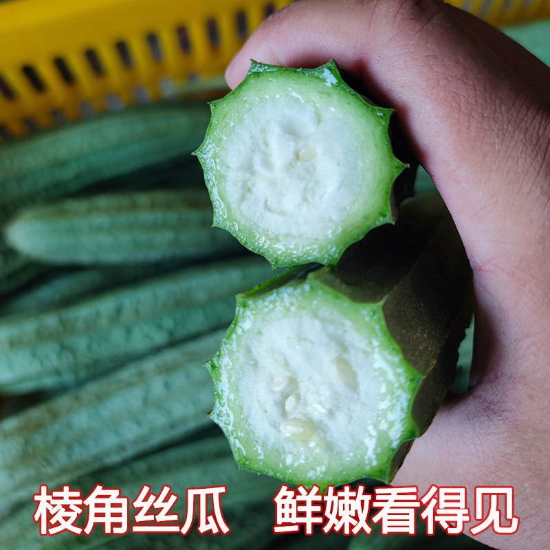 广西嫩丝瓜5斤农家露天种植新鲜大肉绿皮八棱角丝瓜清甜时令蔬菜 - 图0