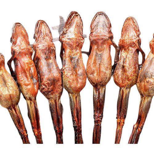 东北长白山雪蛤油正品雪蛤膏林蛙干林蛙蛤蟆油（9-10克)10只包邮 - 图3