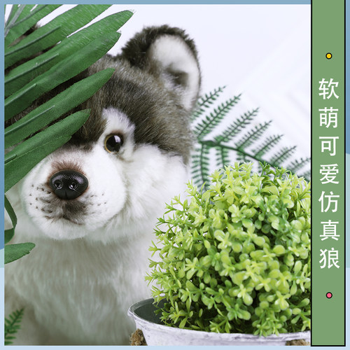 创意仿真狼毛绒公仔可爱卡通个性仿真狼玩具儿童生日礼物玩偶 - 图2