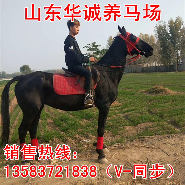 活马活体马幼马真马骑乘马小矮马大型半血马半血马蒙古马饲养资料-图0