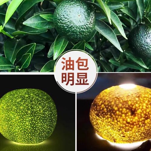 7种新会核心产区小青柑普洱茶熟茶茶叶陈皮柑普茶礼盒装500g试喝 - 图1