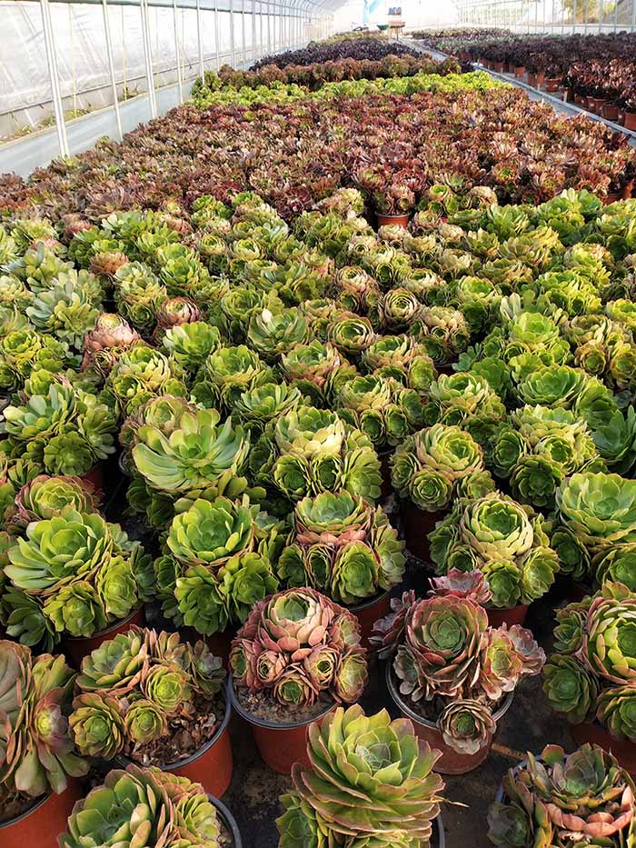 粉女巫美杜莎绿羊绒万圣节赤霞飞室内花卉多肉植物颗大颗法师 - 图0