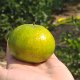 Authentic Chazhigan fresh fruit from Chakeng producing area in Xinhui, Guangdong