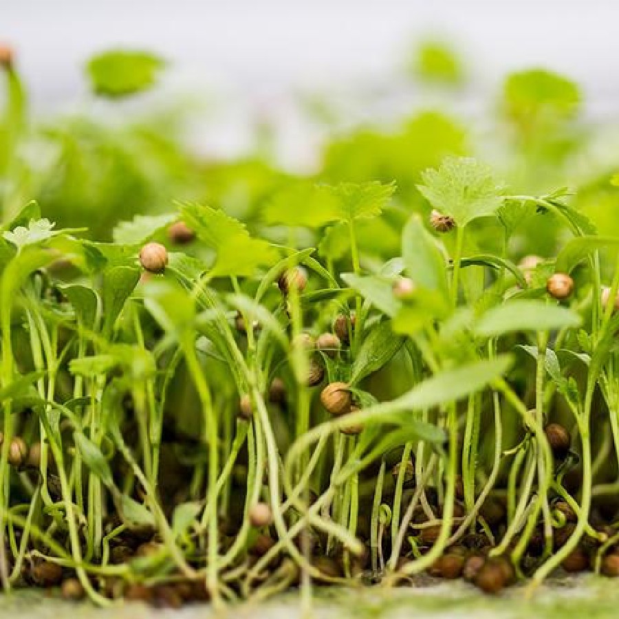 Microgreens Coriander新鲜微型蔬菜香菜苗30g西餐摆盘嫩叶沙拉-图0