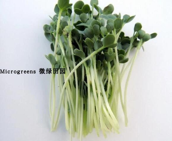 Microgreens Radish新鲜萝卜苗50g/盒可食用芽苗菜西餐摆盘素食-图3