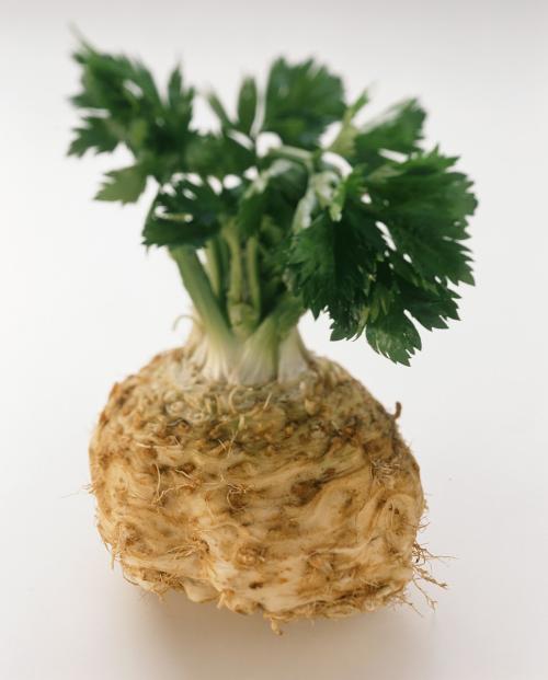 Microgreens 微绿田园 新鲜西餐香料 香草 Celery Root 根芹500g - 图3