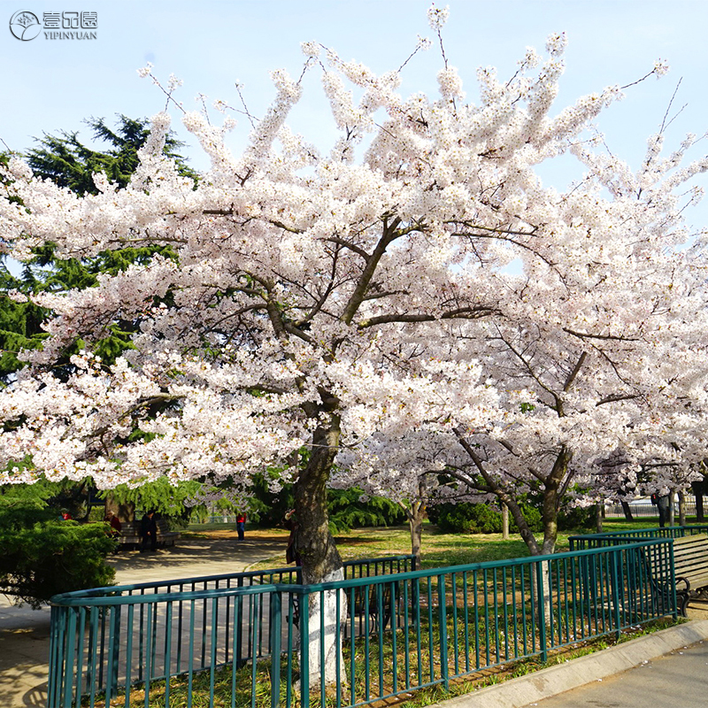 染井吉野樱花树苗南方北方耐热耐寒花园植物日本早樱东京樱花苗