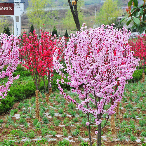 梅花树苗美人梅树庭院种植地栽盆栽苗木植物室外耐热耐冻耐寒花卉 - 图0
