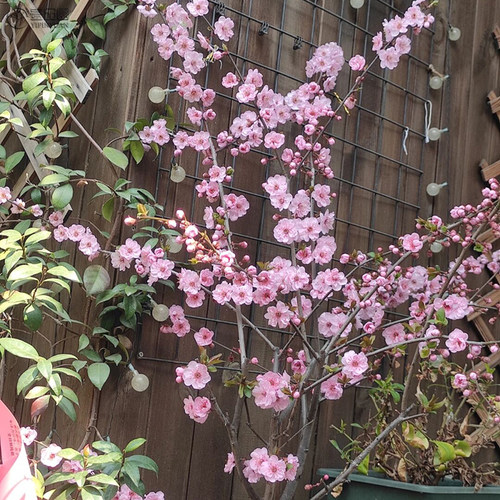 梅花树苗美人梅树庭院种植地栽盆栽苗木植物室外耐热耐冻耐寒花卉 - 图3