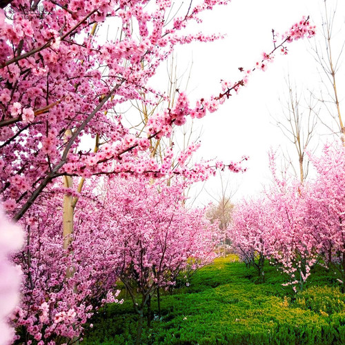 梅花树苗美人梅树庭院种植地栽盆栽苗木植物室外耐热耐冻耐寒花卉 - 图2