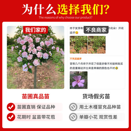 木槿花盆栽重瓣大花阳台庭院花树当年开花花苗食用木槿树苗 - 图3