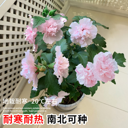 木槿花盆栽重瓣大花阳台庭院花树当年开花花苗食用木槿树苗 - 图1