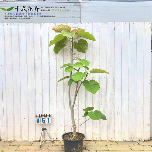 顺丰送货上门一物一拍大型爱心榕心叶榕室内阳台客厅观叶植物易养 - 图1