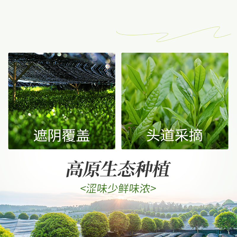 贵州贵茶国产纯抹茶粉3pro绿初香醇回甘冲水喝调饮奶茶茶道专用,淘宝优惠券,粉丝福利购,淘宝优惠卷