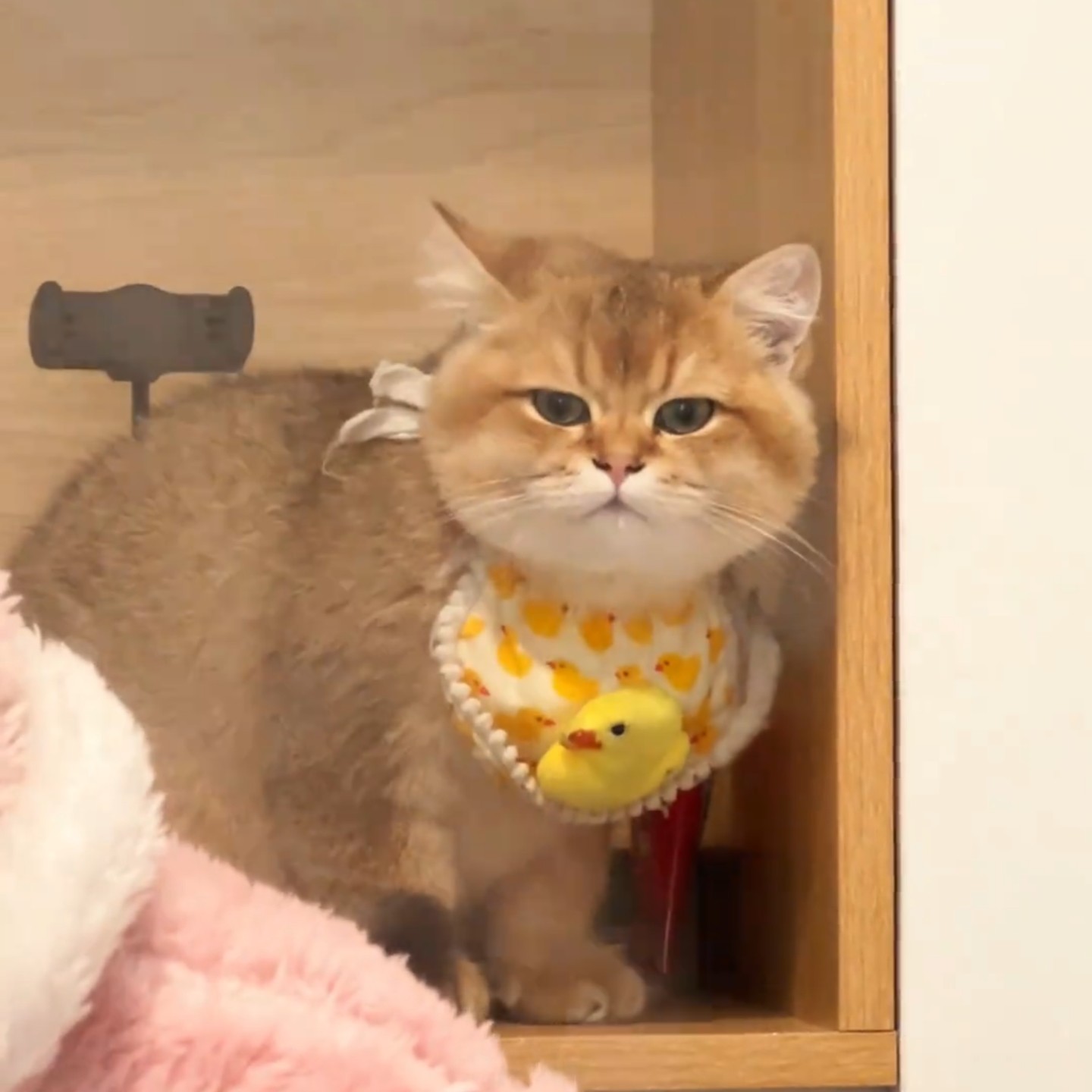 宠物口水巾猫咪围兜狗狗蕾丝围脖手工装饰品布艺项圈可爱拍照布偶,淘宝优惠券,粉丝福利购,淘宝优惠卷