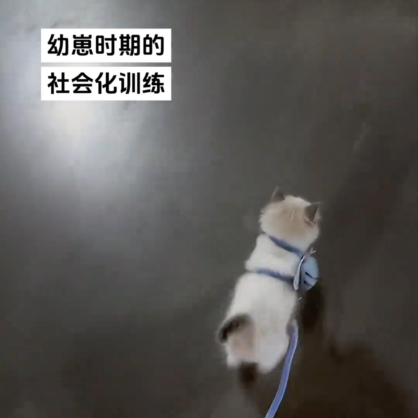 可爱小蝴蝶猫咪牵引绳防走丢外出专用溜猫狗可调节防挣脱宠物用品,淘宝优惠券,粉丝福利购,淘宝优惠卷