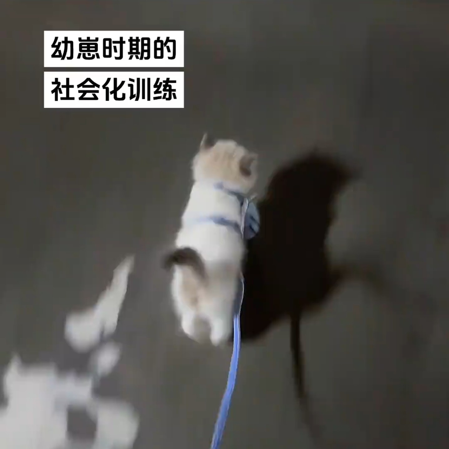 可爱小蝴蝶猫咪牵引绳防走丢外出专用溜猫狗可调节防挣脱宠物用品,淘宝优惠券,粉丝福利购,淘宝优惠卷