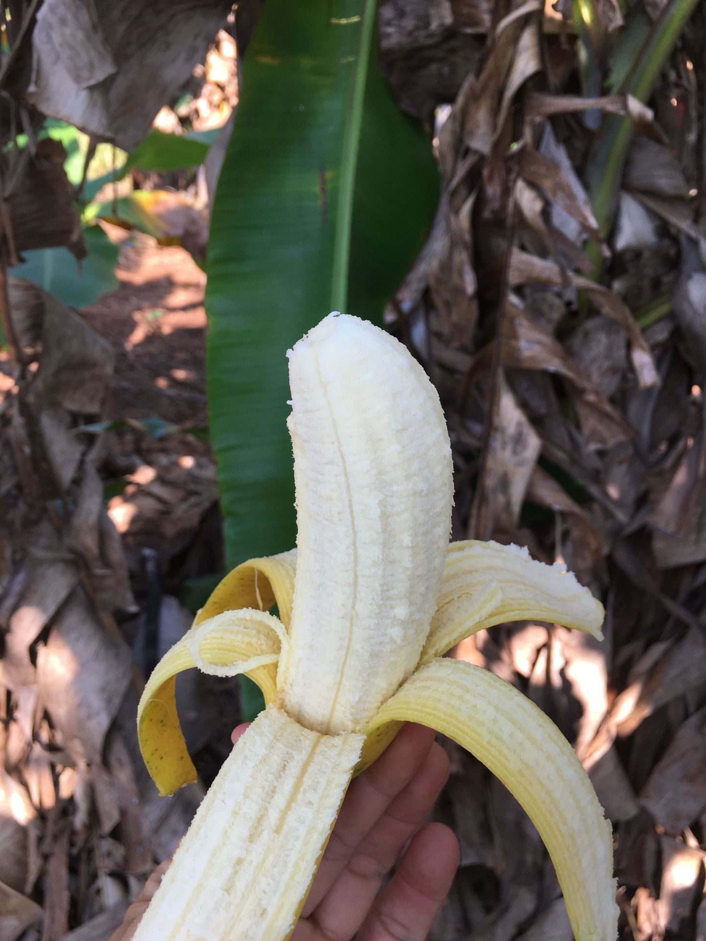 海南三味香蕉整箱新鲜水果当季包邮小香蕉3/5/斤非广西红皮香蕉-图3