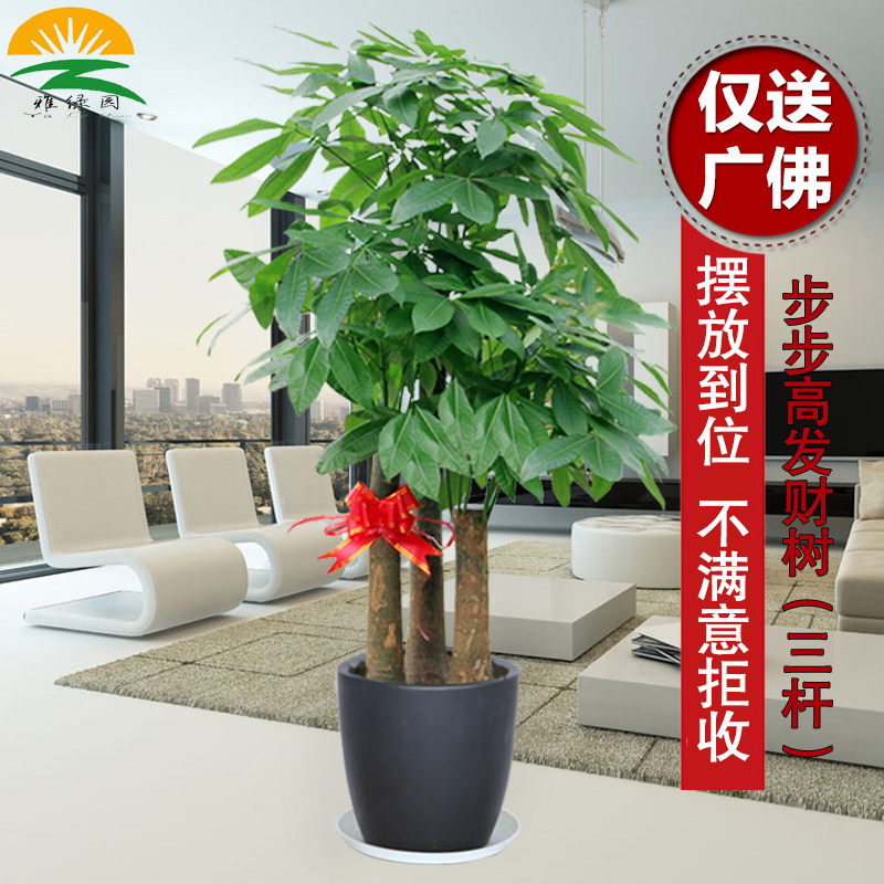 大型三杆步步高发财树盆栽办公室绿植公司开业乔迁送礼植物室内,淘宝优惠券,粉丝福利购,淘宝优惠卷
