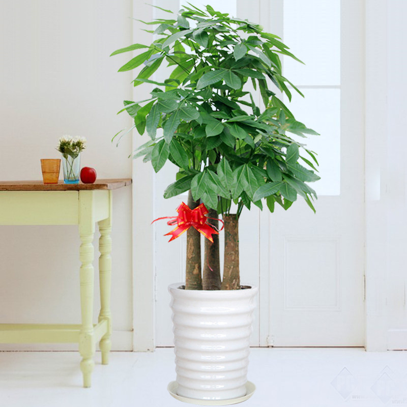 大型三杆步步高发财树盆栽办公室绿植公司开业乔迁送礼植物室内,淘宝优惠券,粉丝福利购,淘宝优惠卷