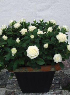 丹麦阳台大花微月无限永远四季多花玫瑰话苗盆栽桌面好养花卉绿植