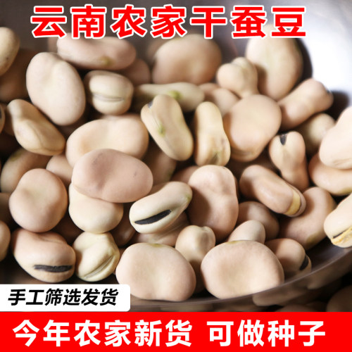 2026新货蚕豆农家自种生蚕豆云南干货罗汉豆胡豆白皮蚕豆5斤种子 - 图0