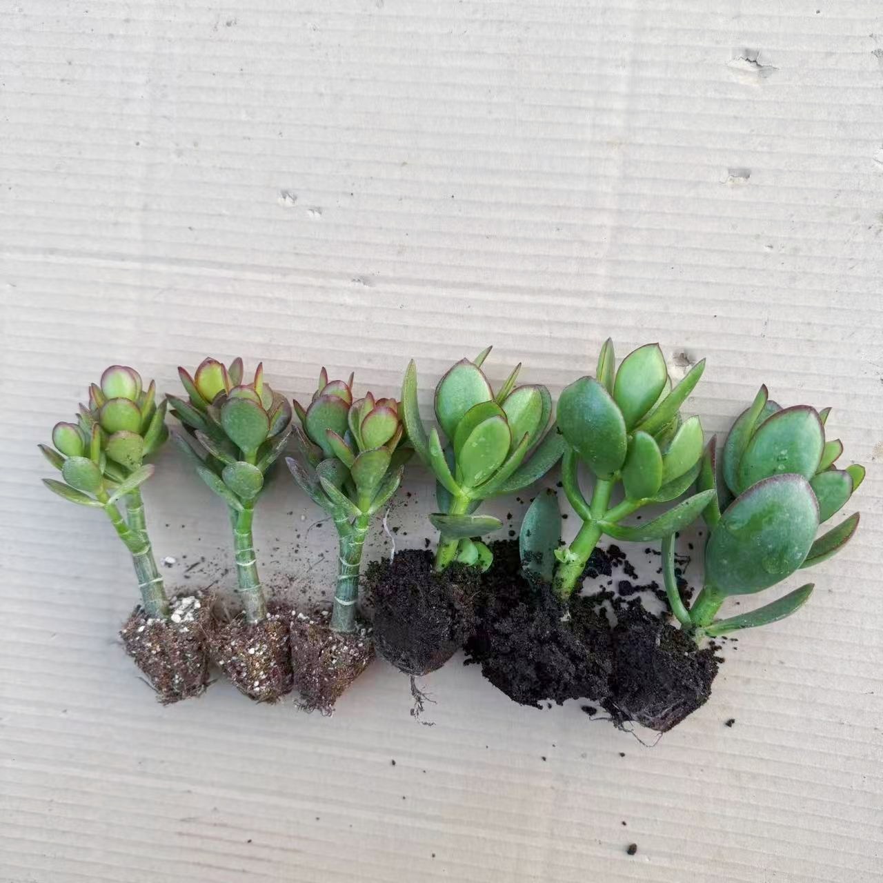 玉树苗盆栽老桩万年青多肉植物室内室外四季常青花卉懒人好养,淘宝优惠券,粉丝福利购,淘宝优惠卷