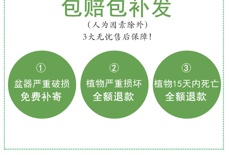 不夜城芦荟盆栽花卉阳台桌面四季防辐射吸甲醛绿植多肉植物小盆栽 - 图1