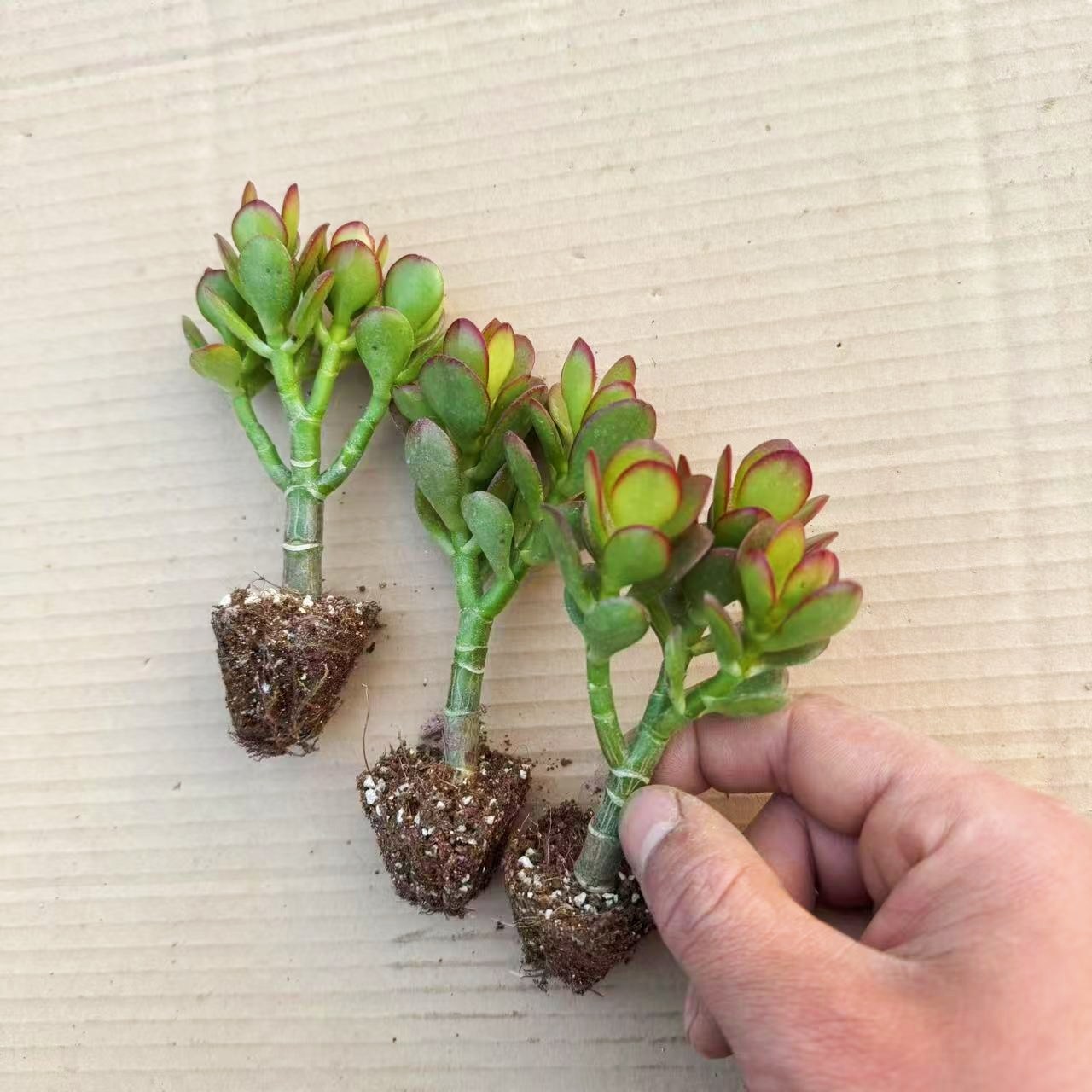 玉树苗盆栽老桩万年青多肉植物室内室外四季常青花卉懒人好养,淘宝优惠券,粉丝福利购,淘宝优惠卷