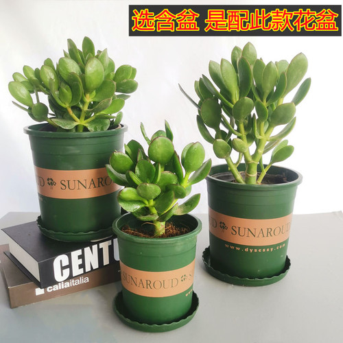 玉树盆栽老桩 大颗好养 室内四季常绿 多头群生多肉植物组合套餐 - 图0
