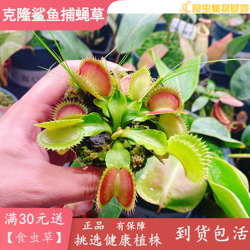 克隆鲨鱼捕蝇草2022新培育食虫植物食虫草驱蚊草高端稀有大型品种 - 图2