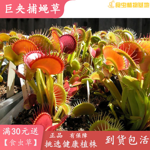 巨夹捕蝇草【食虫植物绿植包邮盆栽趣味咬住吃蚊虫猪笼草食人花】 - 图2
