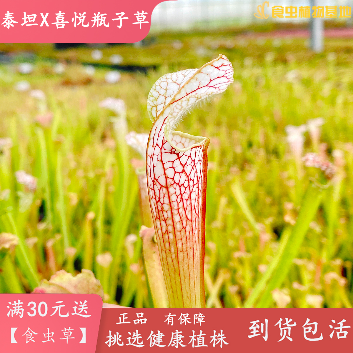 泰坦X喜悦瓶子草【食虫植物进口新品种纯种白瓶杂交驱蚊食虫草】 - 图1