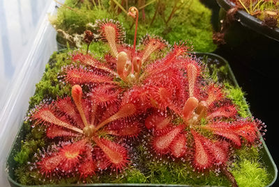 食虫植物 各类 捕蝇草 瓶子草 茅膏菜 猪笼草 盆栽食虫草食人花 虎窝淘