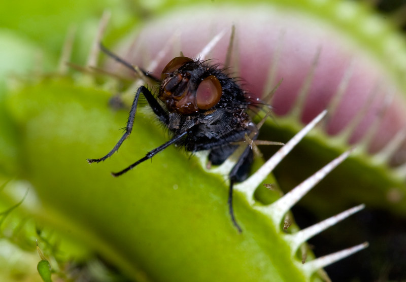 食虫植物 各类 捕蝇草 瓶子草 茅膏菜 猪笼草 盆栽食虫草食人花 虎窝淘